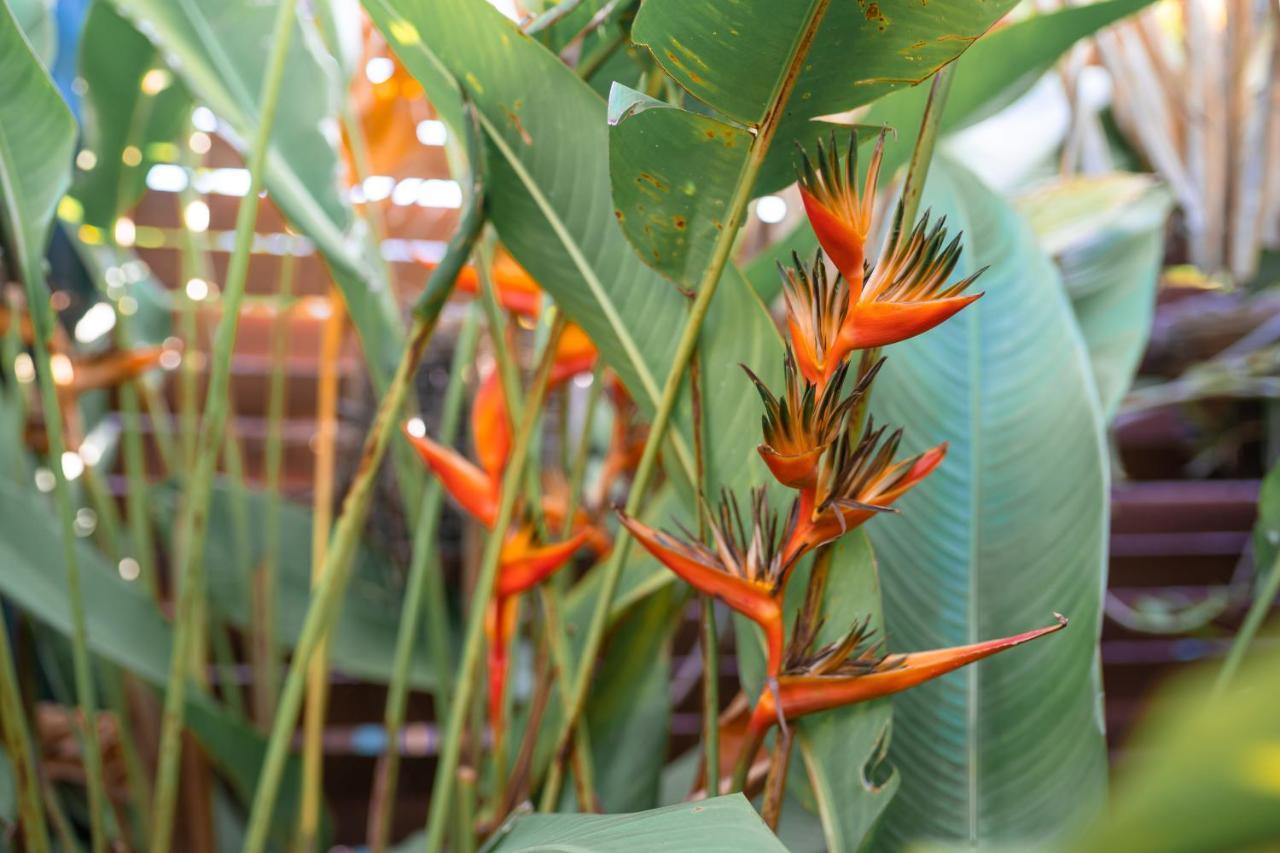 Douceur Tropicale Proximite Plage Et Commerces Punaauia  Zewnętrze zdjęcie